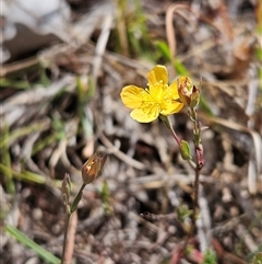 Hypericum gramineum at Hawker, ACT - 31 Dec 2024 10:44 AM