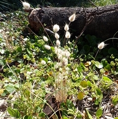 Lagurus ovatus (Hare's Tail Grass) at Bawley Point, NSW - 30 Dec 2024 by plants