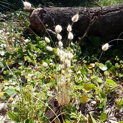 Lagurus ovatus (Hare's Tail Grass) at Bawley Point, NSW - 29 Dec 2024 by plants