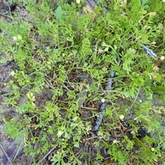 Leptinella longipes at Bawley Point, NSW - 30 Dec 2024 by plants