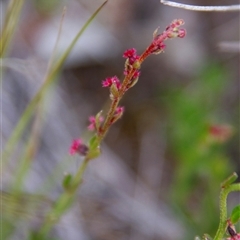 Gonocarpus tetragynus (Common Raspwort) at Chakola, NSW - 6 Nov 2015 by AlisonMilton