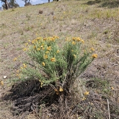 Chrysocephalum semipapposum (Clustered Everlasting) at Hawker, ACT - 31 Dec 2024 by sangio7