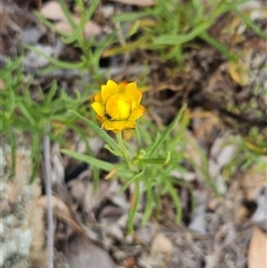 Xerochrysum viscosum (Sticky Everlasting) at Hawker, ACT - 31 Dec 2024 by sangio7