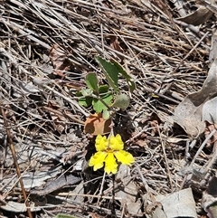 Goodenia hederacea subsp. hederacea (Ivy Goodenia, Forest Goodenia) at Hawker, ACT - 31 Dec 2024 by sangio7