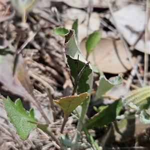 Goodenia hederacea subsp. hederacea at Hawker, ACT - 31 Dec 2024