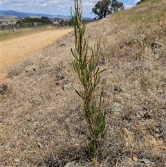 Dodonaea viscosa subsp. angustissima (Hop Bush) at Hawker, ACT - 31 Dec 2024 by sangio7