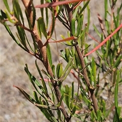 Dodonaea viscosa subsp. angustissima at Hawker, ACT - 31 Dec 2024