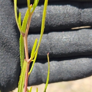 Dodonaea viscosa subsp. angustissima at Hawker, ACT - 31 Dec 2024