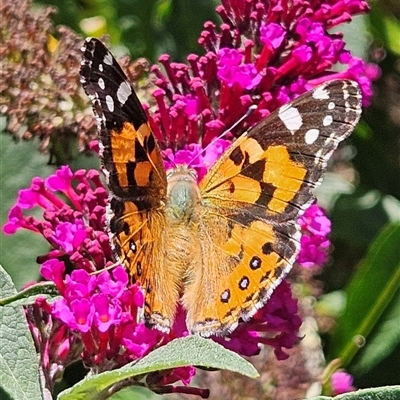 Vanessa kershawi (Australian Painted Lady) at Braidwood, NSW - 1 Jan 2025 by MatthewFrawley