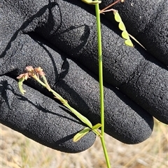 Grona varians (Slender Tick-Trefoil) at Belconnen, ACT - 31 Dec 2024 by sangio7