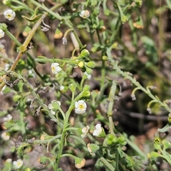 Hackelia suaveolens (Sweet Hounds Tongue) at Belconnen, ACT - 31 Dec 2024 by sangio7