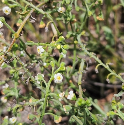 Hackelia suaveolens (Sweet Hounds Tongue) at Belconnen, ACT - 31 Dec 2024 by sangio7