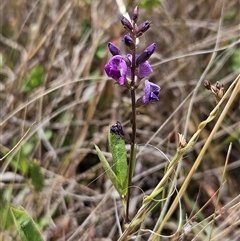 Glycine tabacina (Variable Glycine) at Belconnen, ACT - 31 Dec 2024 by sangio7