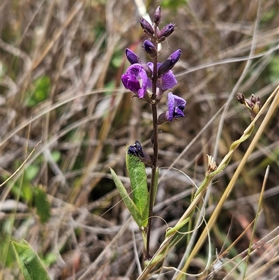 Glycine tabacina (Variable Glycine) at Belconnen, ACT - 31 Dec 2024 by sangio7