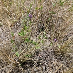 Glycine tabacina at Belconnen, ACT - 31 Dec 2024 01:07 PM