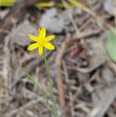 Tricoryne elatior (Yellow Rush Lily) at Hawker, ACT - 31 Dec 2024 by sangio7