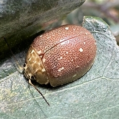 Paropsis aegrota (Eucalyptus Tortoise Beetle) at Hackett, ACT - 31 Dec 2024 by Pirom