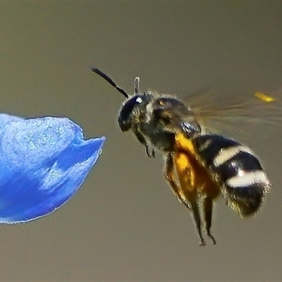 Lasioglossum (Chilalictus) sp. (genus & subgenus) (Halictid bee) at Page, ACT - 29 Dec 2024 by DonTaylor