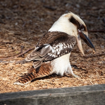 Dacelo novaeguineae (Laughing Kookaburra) at Huskisson, NSW - 15 Sep 2017 by AlisonMilton