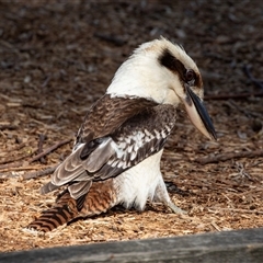 Dacelo novaeguineae at Huskisson, NSW - 15 Sep 2017 12:13 PM