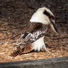 Dacelo novaeguineae at Huskisson, NSW - 15 Sep 2017 12:13 PM