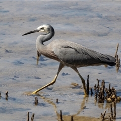 Egretta novaehollandiae (White-faced Heron) at Huskisson, NSW - 15 Sep 2017 by AlisonMilton