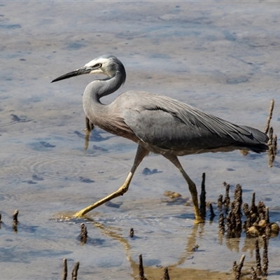 Egretta novaehollandiae (White-faced Heron) at Huskisson, NSW - 15 Sep 2017 by AlisonMilton