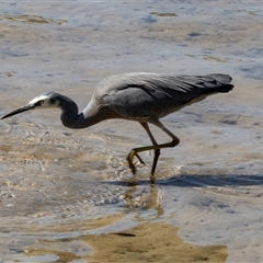 Egretta novaehollandiae at Huskisson, NSW - 15 Sep 2017 10:07 AM