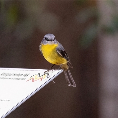 Eopsaltria australis (Eastern Yellow Robin) at Mogo, NSW - 20 Sep 2019 by AlisonMilton