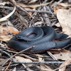 Pseudechis porphyriacus (Red-bellied Black Snake) at Mogo, NSW - 20 Sep 2019 by AlisonMilton