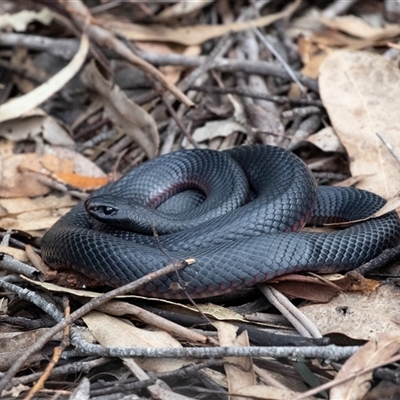 Pseudechis porphyriacus at Mogo, NSW - 20 Sep 2019 by AlisonMilton