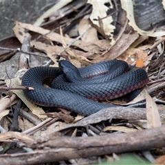 Pseudechis porphyriacus at Mogo, NSW - 20 Sep 2019 12:24 PM