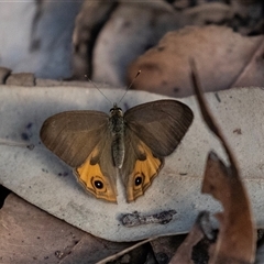 Hypocysta metirius (Brown Ringlet) at Mogo, NSW - 20 Sep 2019 by AlisonMilton