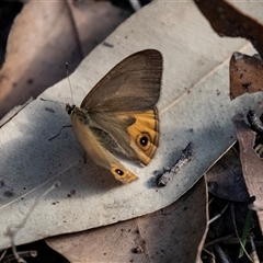 Hypocysta metirius at Mogo, NSW - 20 Sep 2019 03:14 PM