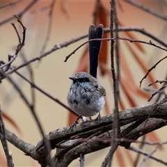 Malurus cyaneus (Superb Fairywren) at Mogo, NSW - 20 Sep 2019 by AlisonMilton