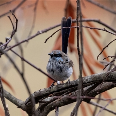 Malurus cyaneus (Superb Fairywren) at Mogo, NSW - 20 Sep 2019 by AlisonMilton