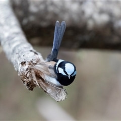 Malurus cyaneus (Superb Fairywren) at Mogo, NSW - 20 Sep 2019 by AlisonMilton