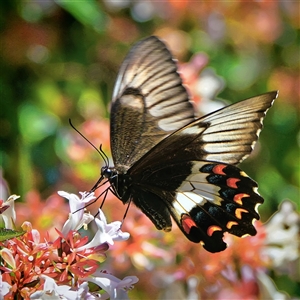 Papilio aegeus at Page, ACT - 29 Dec 2024