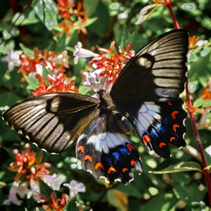 Papilio aegeus at Page, ACT - 29 Dec 2024