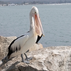 Pelecanus conspicillatus (Australian Pelican) at Batemans Bay, NSW - 21 Sep 2019 by AlisonMilton