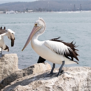 Pelecanus conspicillatus at Batemans Bay, NSW - 21 Sep 2019