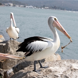 Pelecanus conspicillatus at Batemans Bay, NSW - 21 Sep 2019