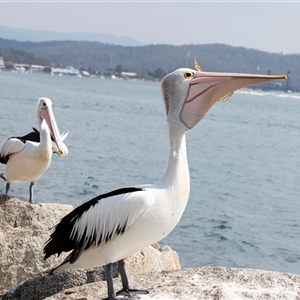 Pelecanus conspicillatus at Batemans Bay, NSW - 21 Sep 2019