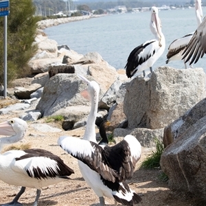 Pelecanus conspicillatus at Batemans Bay, NSW - 21 Sep 2019