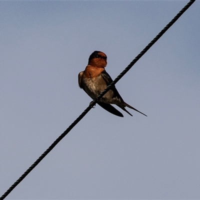 Hirundo neoxena (Welcome Swallow) at Huskisson, NSW - 15 Sep 2017 by AlisonMilton