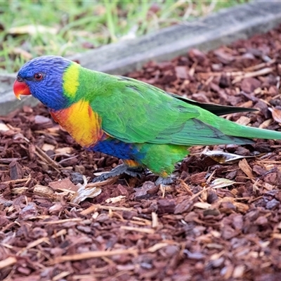 Trichoglossus moluccanus (Rainbow Lorikeet) at Batemans Bay, NSW - 21 Sep 2019 by AlisonMilton