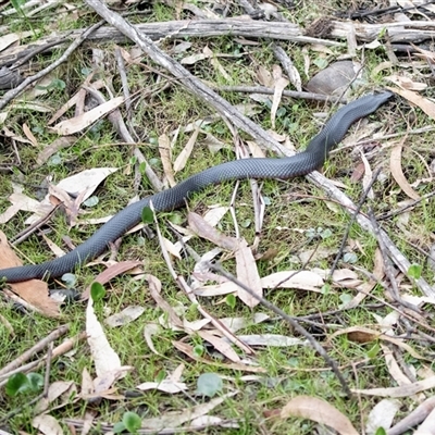 Pseudechis porphyriacus at Mogo, NSW - 20 Sep 2019 by AlisonMilton