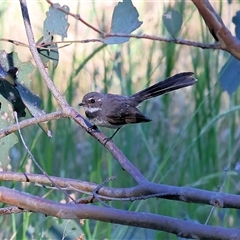 Rhipidura albiscapa (Grey Fantail) at Wodonga, VIC - 26 Dec 2024 by KylieWaldon