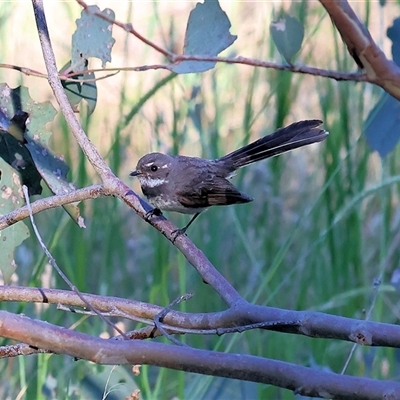 Rhipidura albiscapa at Wodonga, VIC - 25 Dec 2024 by KylieWaldon