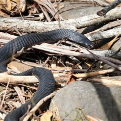 Pseudechis porphyriacus (Red-bellied Black Snake) at Mogo, NSW - 20 Sep 2019 by AlisonMilton